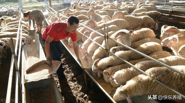 不同羊的养殖要点，养羊户抓住要点，才能把羊养好