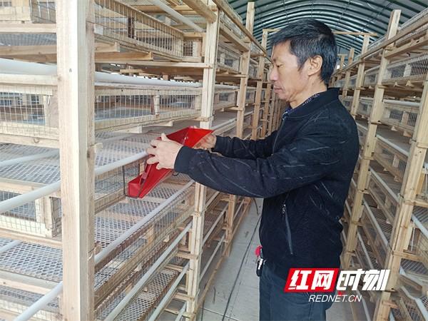 衡东县和平村这个养殖场一年可养25万只鹌鹑