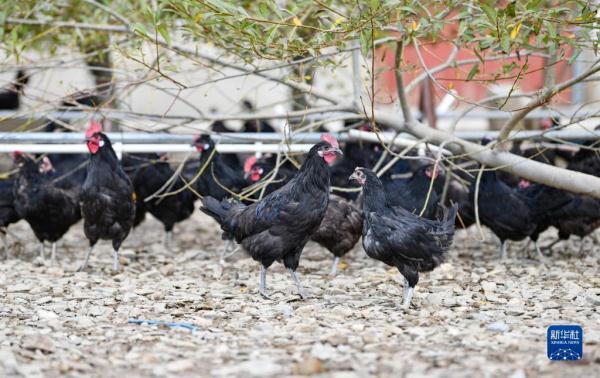 西藏：藏黑鸡养殖助力百姓致富