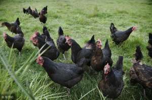 黑羽乌骨鸡养殖(黑羽乌鸡三个生长阶段的科学饲养管理)