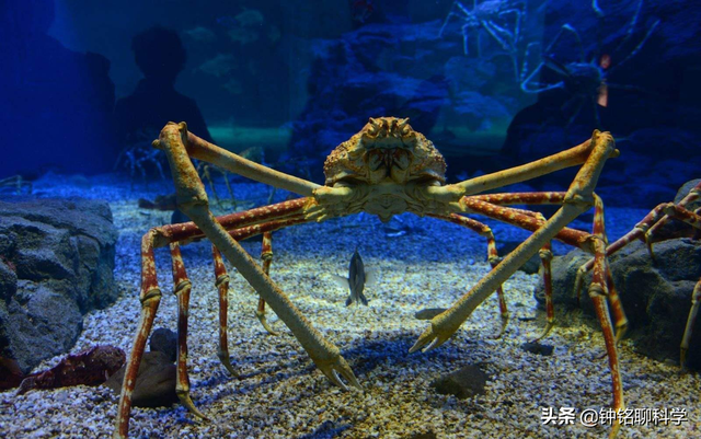 入侵欧洲，席卷南极，泛滥的帝王蟹有多可怕？每吃一只都在做贡献