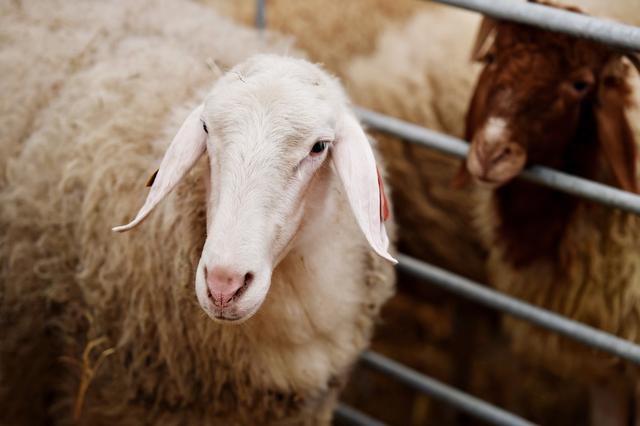 养羊经验实谈，教你正确养羊，避开养羊的各种坑