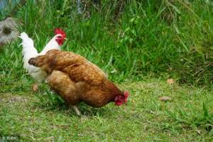 中药养殖鸡能吃吗(土鸡养殖还能用到中草药，哪些中草药适合土鸡养殖？)