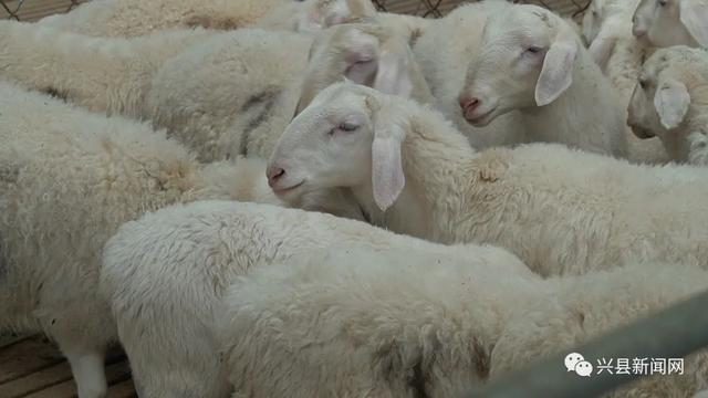 兴县：发展湖羊养殖 培育乡村振兴“领头羊”