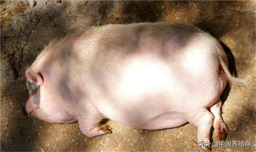 浙江省：衢江藏香猪供不应求一年销售500头