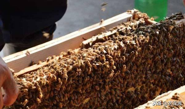 土蜜蜂高效养殖技术