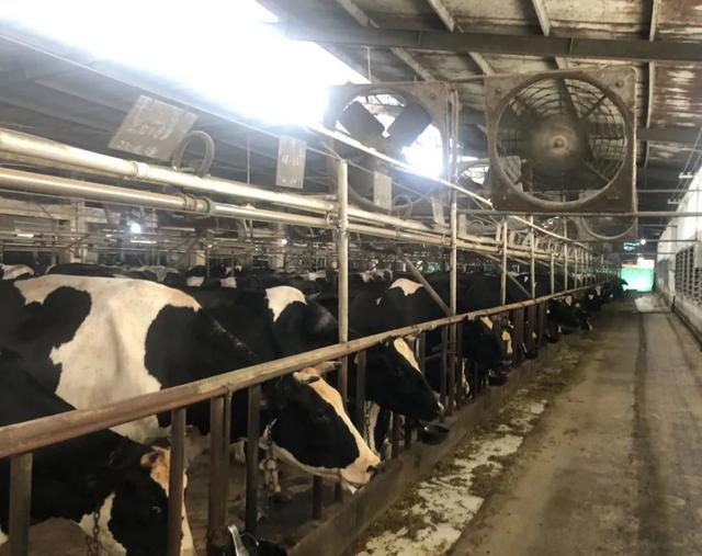 喷淋、水帘墙系统已开启，嘉定奶牛场这样为奶牛防暑降温