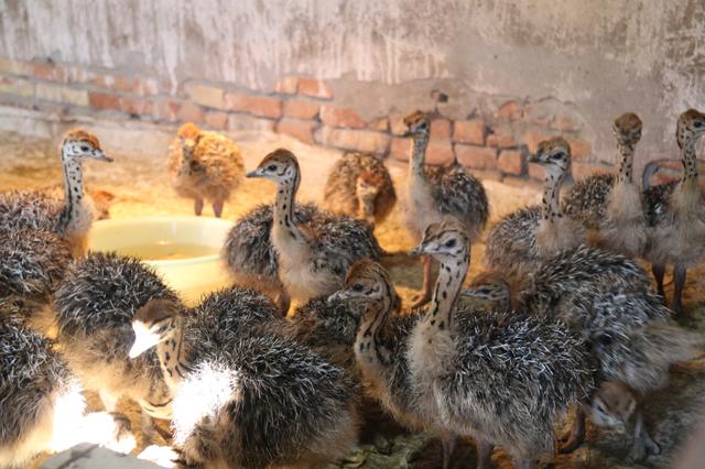 新疆焉耆县：鸵鸟养殖“鸵”起乡村振兴致富梦