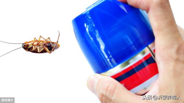 樱桃蟑螂作为蝎子饲料的优势及樱桃蟑螂的养殖方法
