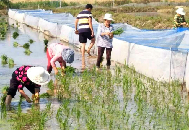 郯城：稻田生态“立体养殖”让“蛭同稻合”创高效