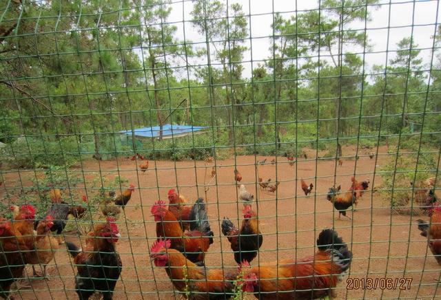 养殖用围栏网厂家推荐养鸡用围栏网