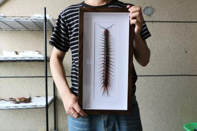 半米长、手腕粗，小伙把全中国最大的蜈蚣做成标本，月入过万