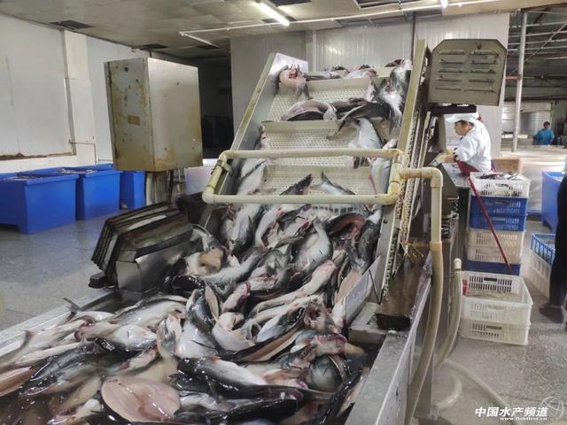 中国能否大规模发展养殖巴沙鱼？