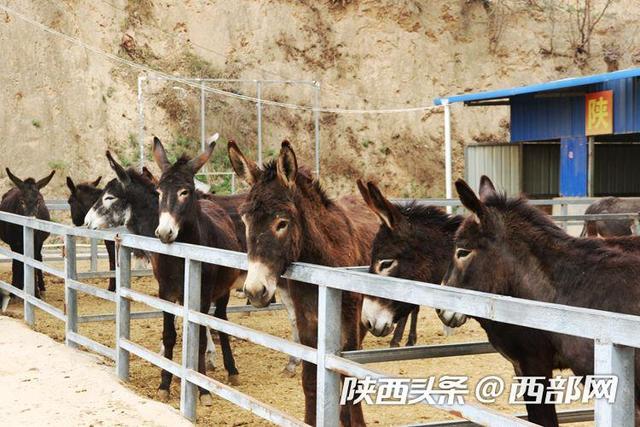 吴堡南王家山村：山窝里的养驴致富经