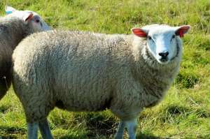 羊毛养殖(如何提高绵羊产毛量？如何提高绵羊羊毛的质量和质感？本文讲解)
