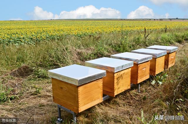 蜜蜂养殖：蜂箱上的黑蚂蚁怎么处理？养蜂师傅：3种方法轻松解决
