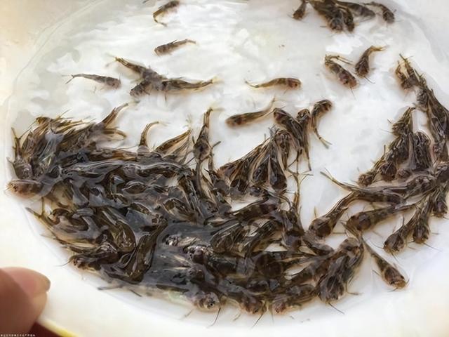 广西渔之情农业有限公司黄骨鱼鱼苗生长周期