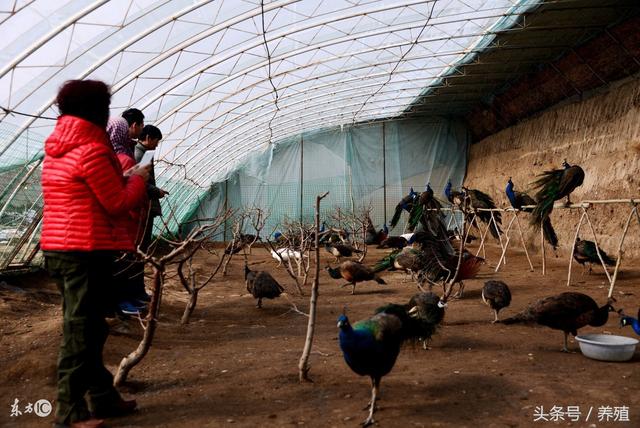 蓝孔雀养殖六种房舍推荐，特禽养殖利润丰厚