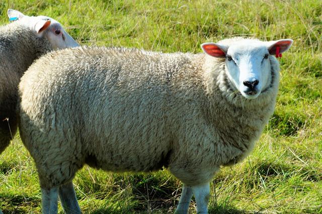 如何提高绵羊产毛量？如何提高绵羊羊毛的质量和质感？本文讲解