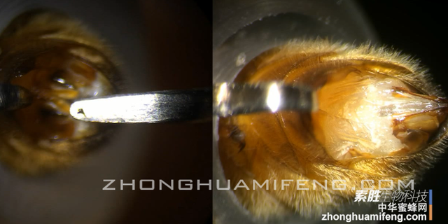蜜蜂蜂王人工授精技术操作过程细节视频