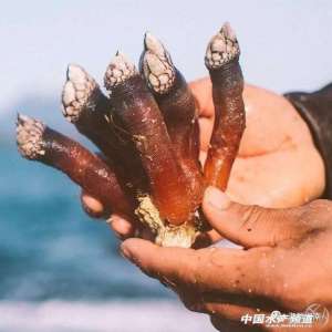 佛手螺的养殖方法(被誉为来自“地狱”的海鲜，上千元一斤，每年都有人为此丧命)