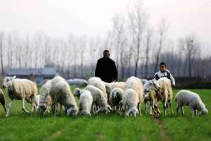 什么羊适合东北养殖(“中华瑰宝”小尾寒羊，“后起之秀”湖羊，两者相比谁的利润高？)