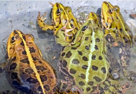 人工养殖青蛙八大步骤，按部就班才能养出好青蛙