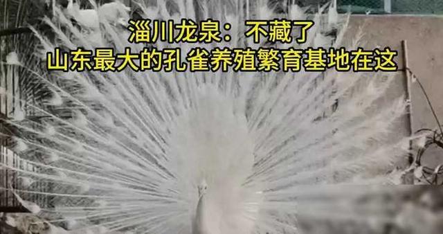 你不知道吧，淄川龙泉，藏着一个山东省最大的孔雀养殖基地
