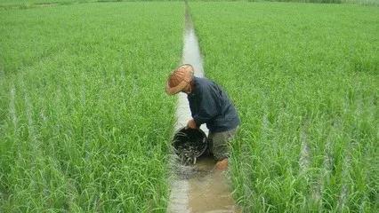 在农村养殖泥鳅！稻田养殖方法