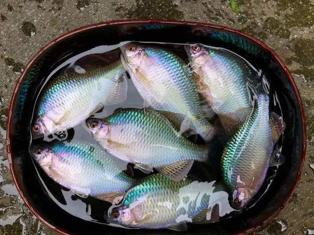 这种小原生鱼的繁殖方法很奇特，饲养它们还要在鱼缸里养河蚌！