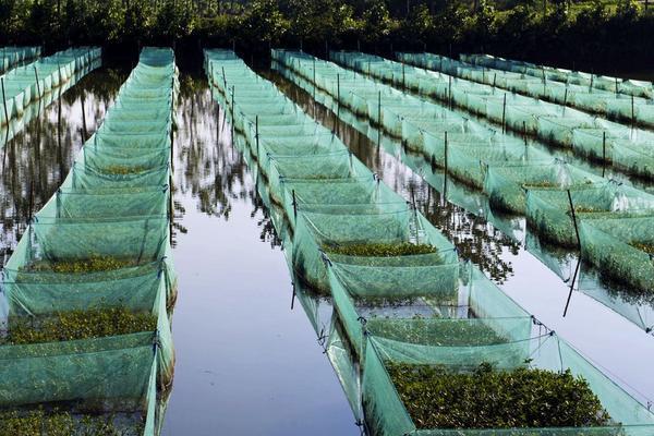 养殖一亩黄鳝多少利润，养殖黄鳝如何提高产量？