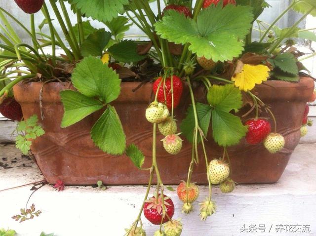 掌握这些养护盆栽草莓的技巧，在阳台上也能不断收获