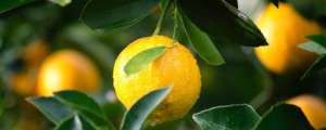 柠檬树的养殖方法和注意事项(柠檬盆栽怎么养)