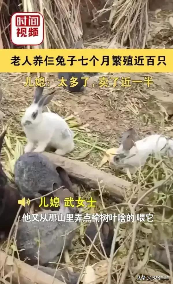 男子捡回3只兔子7个月繁殖近百只，养殖兔子到底有多挣钱？