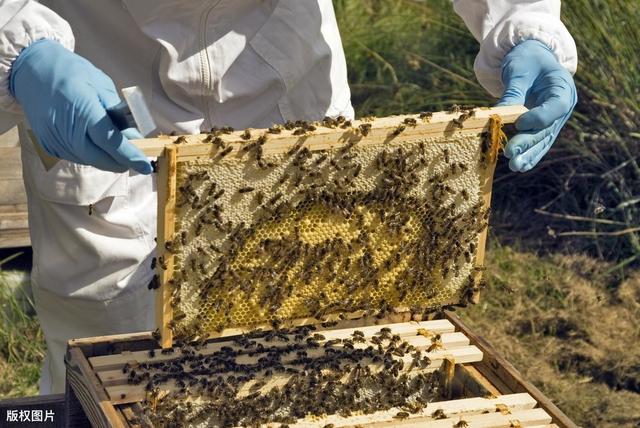 我国养蜂业现状及前景分析，养蜂业未来潜力巨大，但出路在何方？
