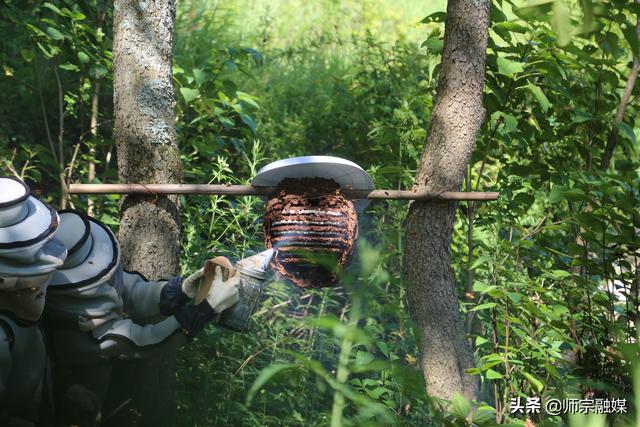 胡蜂养殖助农增收
