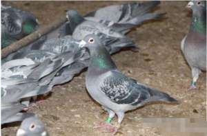 鸽子养殖群(信鸽公棚赛要选那些喜欢跟群飞行的鸽子)