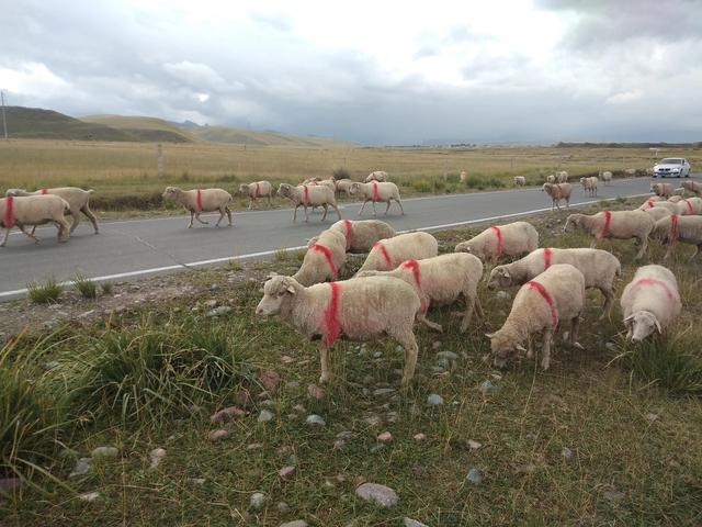 肉羊纯种繁育技术，是规模羊场增收的“法宝”，知道的人不多