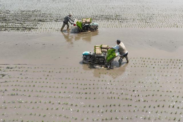（经济）河北丰南：稻蟹生态种养促增收