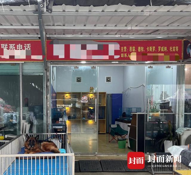 探访成都龙泉“狗市”，商户称偶有流动商贩售卖罗威纳犬