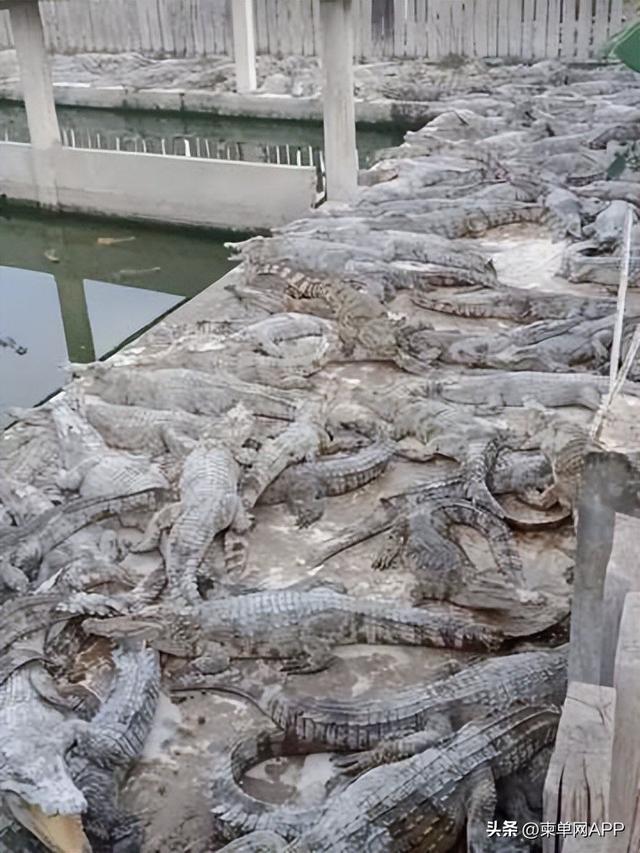 柬埔寨鳄鱼养殖户希望打开中国市场