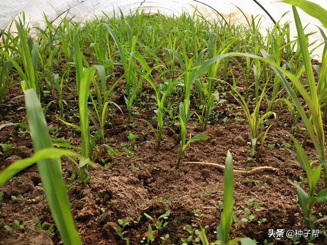 广东养牛种草，甜象草效益如何？来看看它适合哪些地区种植？