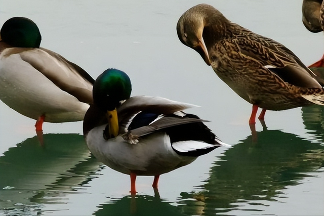 在养殖绿头野鸭过程中，针对于不同阶段应该如何做好饲养和管理？