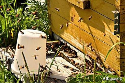 木桶养蜂如何换成活框饲养？养蜂师傅全面讲解，既经典又实用