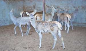 马鹿养殖场(全国最大塔里木马鹿驯养繁育基地饲养量已达6300头)