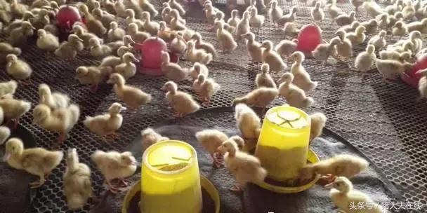 想养好肉鸭？必须掌握肉鸭的养殖密度和扩群技术！