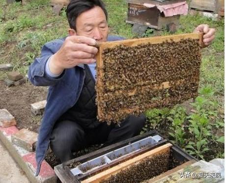 蜜蜂养殖技术 养蜜蜂视频技术资料