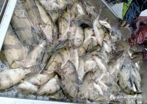 桂鱼养殖前景(每亩纯利润6-10万元，一斤鱼能赚15元？饲料鳜会是下一条暴利鱼？)