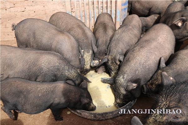 蔡家镇贫困村村民降价预售藏香猪 预订每斤仅需35元