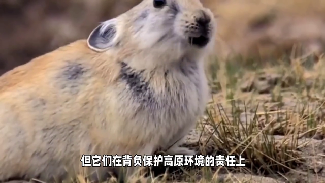 【博思科普】高原鼠兔：保护高原生态的关键物种